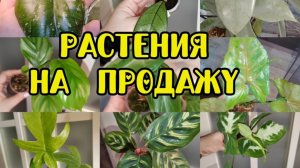 Излишки комнатных растений на продажу