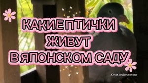 Японский сад в Краснодаре. Большие птички✅