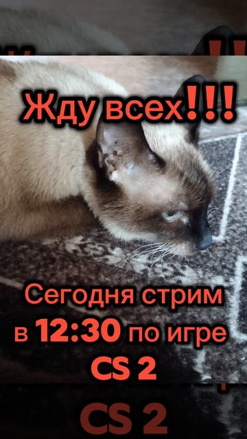 Сегодня стрим !!!