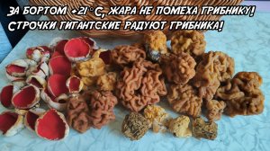 За бортом +21 °C, жара не помеха грибнику! Строчки гигантские радуют грибника!