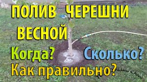 Полив ЧЕРЕШНИ весной. Когда поливать? Сколько поливать? Как правильно?