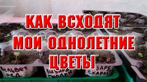 Обзор всходов колеусов, бакопы и калибрахоа (из архива)