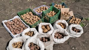 Достали картофель на посадку 2 мая высадил огурцы для раннего урожая!