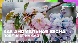 Как аномальная погода скажется на садах и огородах? | Миллион вопросов — Москва 24 | Контент