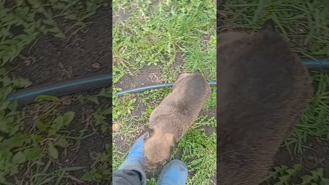 наш медвежонок гуляет по огороду часть один