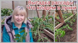 Посадка рассады томатов в теплицу : Что класть в лунки  Делюсь секретами Заморозки в первую ночью