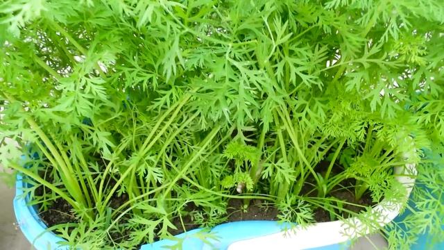 Как вырастить морковь дома Очень просто