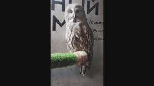 СОВЫ