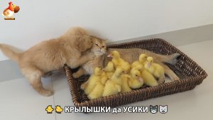 Утята и Цыплята - Кошки и котята, Собаки и щенята 350 Хвостики да Усики ❣️