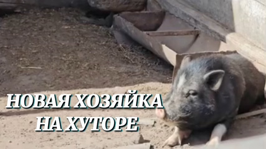 КТО ЭТО СДЕЛАЛ?! НА ХУТОРЕ ПОЯВИЛАСЬ НОВАЯ ХОЗЯЙКА И РАСКОПАЛА НАШУ ЗОЛОТУЮ КАРТОШКУ