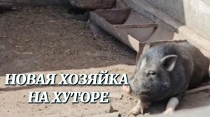 КТО ЭТО СДЕЛАЛ?! НА ХУТОРЕ ПОЯВИЛАСЬ НОВАЯ ХОЗЯЙКА И РАСКОПАЛА НАШУ ЗОЛОТУЮ КАРТОШКУ