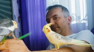 ручные попугаи #попугай #ручнойпопугай #корелла #parrot #cockatiel #corella #birds