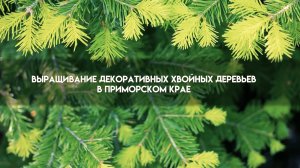 Выращивание декоративных деревьев в Приморском крае