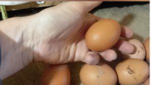 Чем кормить Куриц чтоб неслись каждый день крупные яйца