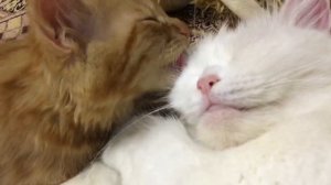 ЛАСКОВЫЙ КОТЁНОК.Люблю маму! А мама спит!