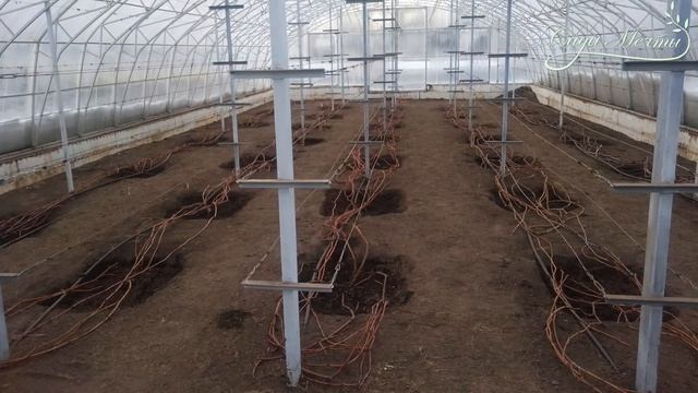 Основы выращивания винограда в теплице #садовыйэкспер