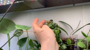 🌹Новинки 🌺обмен 🌺🌹