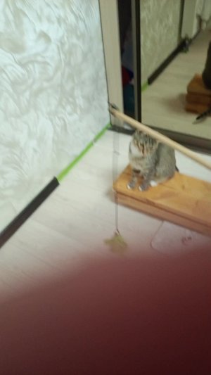 коша