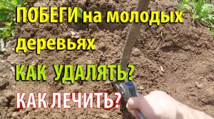 Побеги на молодых деревьях. Удаляем. Лечим садовой пастой