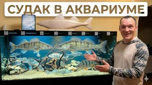 ВПЕЧАТЛЯЕТ! САМЫЙ БОЛЬШОЙ В МИРЕ АКВАРИУМ С СУДАКАМИ, ОКУНЯМИ, ЖЕРЕХАМИ!