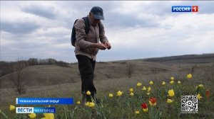 В Новооскольском округе расцвели тюльпаны Шренка