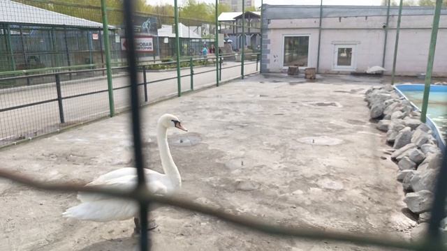 Барнаульский зоопарк. Пеликаны и утки