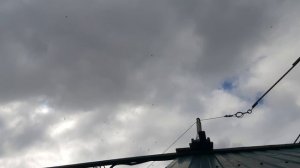 02.05.26 г. Андижанская порода голубей (1)