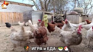 Кормление кур овощами и фруктами для зарядки и от скуки 🥗🐓🤗  (91)
