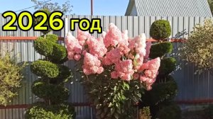 🌺 Пора подкармливать ГОРТЕНЗИИ 🌺