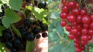 Чем подкормить смородину? Самая простая и эффективная подкормка и ягоды будут крупными.