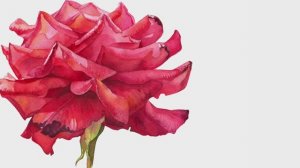 КАК НАРИСОВАТЬ РЕАЛИСТИЧНУЮ РОЗУ 🌹 Техники акварельной живописи.