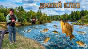Рыбалка Омская область дикий клев с утра