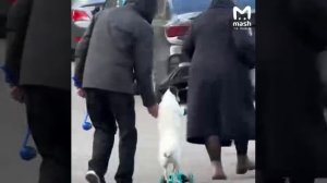 Пёс-самокатчик живёт в Питере — и своим навыком значительно упрощает выгул для хозяев. Единственное,