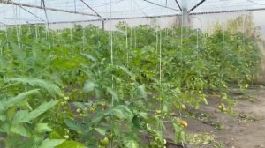 Стартеко спасло томаты от похолодания в Кабардино-Балкарии