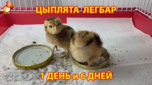 Цыплята Легбар возраст 6 дней и 1 сутки