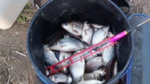 Вечерний клёв на моем любимом водоеме🎣 Ловля карасика на деликатную снасть🎣 Насадка тесто.