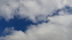 02.05.26 г. Андижанская порода голубей (2)