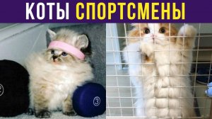КОТЫ-СПОРТСМЕНЫ)) Приколы с котами