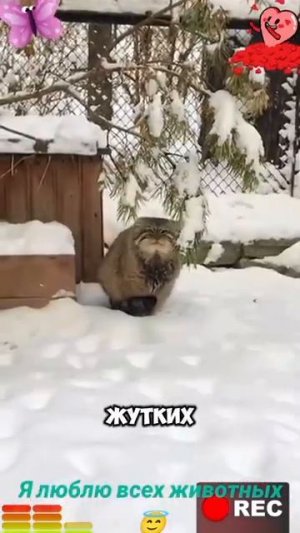Животные-приколы и не только😉😅