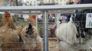 Выставка птиц на ярмарке «Выбираем орловское!». Породистые куры и голуби.