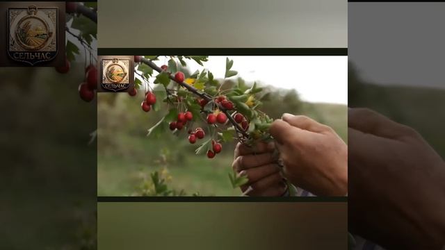 20 забытых фруктов, которые можно посадить.