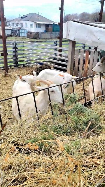 🌲🐐 Секретный десерт для коз или как пахнут ёлки после роз