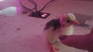 А на 22е сутки вылупилась моя мечта😍 Прогулка в роще, сбор сныти и рецепт салата из неё же.