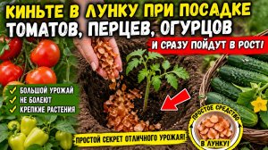 Киньте в лунку при посадке ТОМАТОВ, перцев, огурцов и сразу пойдут в рост, большой урожай, не болеют