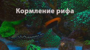 Кормление рифа. Советы от Алексея S