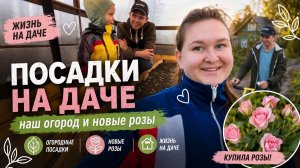 Купила свои первые розы/ что за погода такая в этом году!