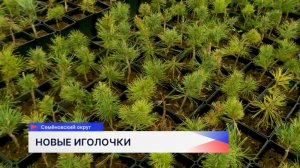 Хвойное будущее: в Нижегородской области выращивают миллионы саженцев для восстановления лесов