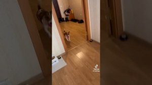 Бомбический пёс!🔥😀👍