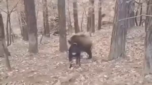 Когда не понимаешь смысла охоты.