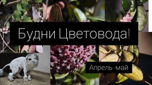будни Цветовода. апрель -май 2026